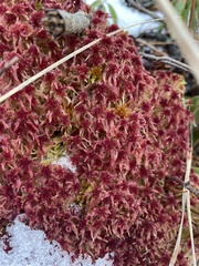 Sphagnum rubellum