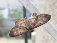 Geometridae