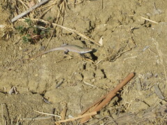 Podarcis siculus siculus