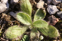 Pallenis spinosa spinosa