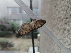 Geometridae