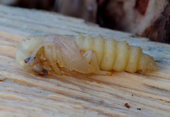 Spondylis buprestoides