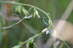 Convolvulus sagittatus