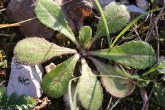 Crepis sancta