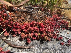 Sedum divergens
