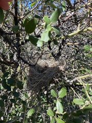 Ceanothus leucodermis