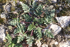 Erodium ciconium