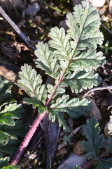 Erodium ciconium