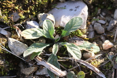 Convolvulus cantabrica
