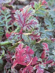 Synchytrium papillatum