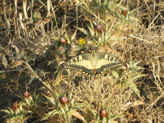 Papilio machaon