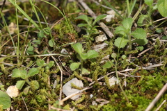 Campanula erinus