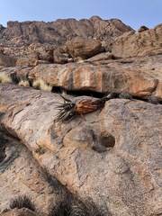 Aloe littoralis image