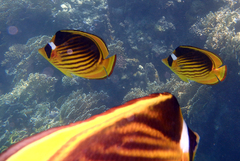 Chaetodon fasciatus