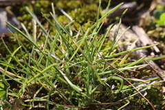 Poa bulbosa