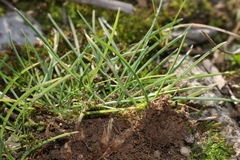 Poa bulbosa