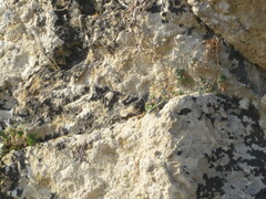 Podarcis siculus siculus