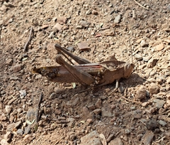 Xyleus discoideus