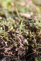 Linum strictum strictum