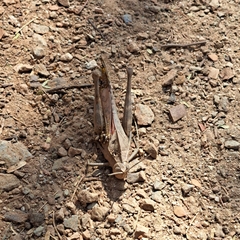 Xyleus discoideus