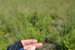 Kellochloa brachyantha