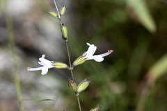 Syncolostemon parviflorus