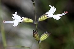 Syncolostemon parviflorus