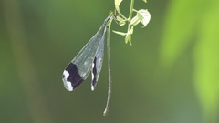 Megaloprepus diaboli