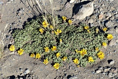 Notopappus prunelloides