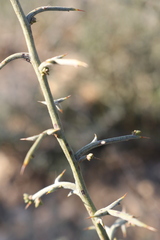 Genista scorpius scorpius