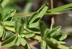 Syncolostemon parviflorus