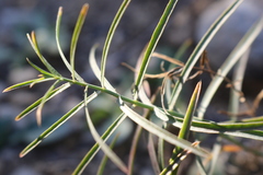 Euphorbia serrata