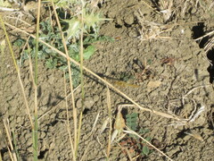 Crocothemis erythraea