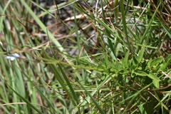 Syncolostemon parviflorus