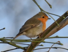 Erithacus rubecula