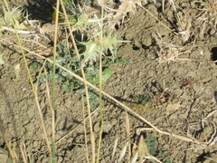 Crocothemis erythraea