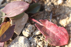 Rumex intermedius