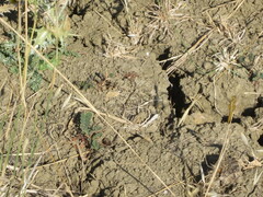 Crocothemis erythraea