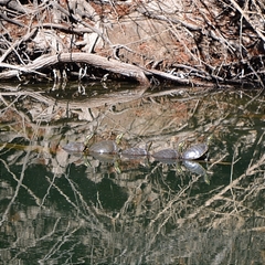 Trachemys hartwegi