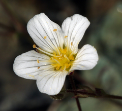 Sabulina douglasii