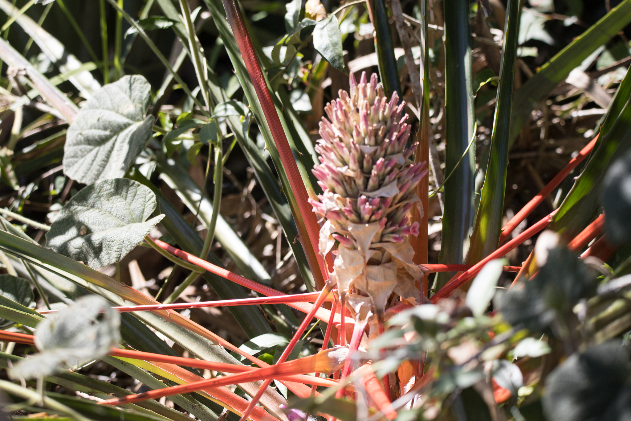 Bromelia balansae