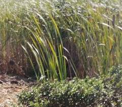 Typha capensis