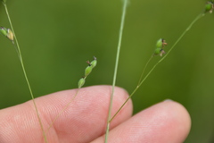 Kellochloa brachyantha