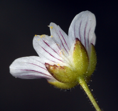 Sabulina douglasii