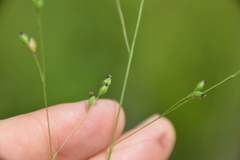 Kellochloa brachyantha