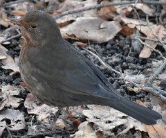 Turdus merula