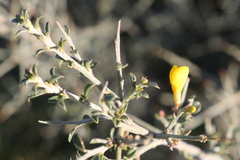 Genista scorpius scorpius