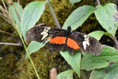 Heliconius hortense