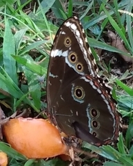 Morpho helenor achillaena