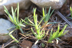 Plantago afra
